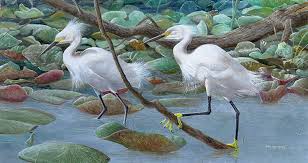 Image result for Egretta thula