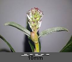 Attēlu rezultāti vaicājumam “Salix repens subsp. rosmarinifolia”