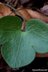 Attēlu rezultāti vaicājumam “Hepatica nobilis leaf”