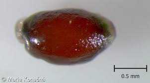 Attēlu rezultāti vaicājumam “Luzula luzuloides fruit”