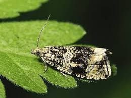 Attēlu rezultāti vaicājumam “Orthotaenia undulana”