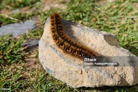 Attēlu rezultāti vaicājumam “Lasiocampa quercus”