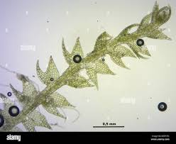 Attēlu rezultāti vaicājumam “Cephalozia bicuspidata”