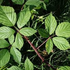Attēlu rezultāti vaicājumam “Rubus plicatus”