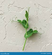 Attēlu rezultāti vaicājumam “Pisum sativum leaf”