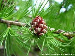 Attēlu rezultāti vaicājumam “Larix sibirica”