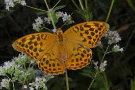 Attēlu rezultāti vaicājumam “Argynnis paphia larva”