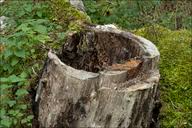 Attēlu rezultāti vaicājumam “Nectria peziza”