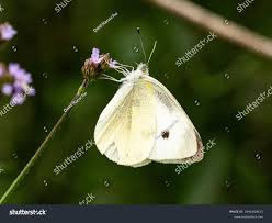 Attēlu rezultāti vaicājumam “Pieris rapae”