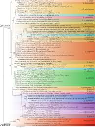 Attēlu rezultāti vaicājumam “Lachnum corticale”