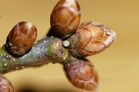 Attēlu rezultāti vaicājumam “Favonius quercus”