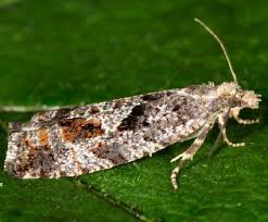 Attēlu rezultāti vaicājumam “Epinotia sordidana”