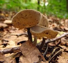 Attēlu rezultāti vaicājumam “Helvella macropus”