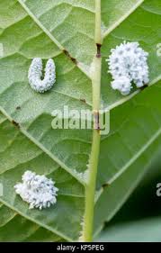 Attēlu rezultāti vaicājumam “Eriocampa ovata larva”