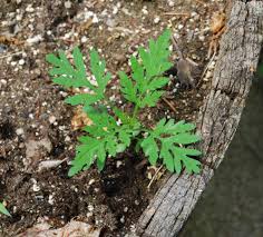 Attēlu rezultāti vaicājumam “Ambrosia artemisiifolia leaf”