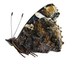 Attēlu rezultāti vaicājumam “Vanessa atalanta”