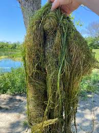 Attēlu rezultāti vaicājumam “Stuckenia filiformis bud”