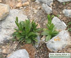 Attēlu rezultāti vaicājumam “Centaurium erythraea bud”