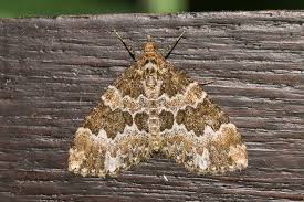 Attēlu rezultāti vaicājumam “Electrophaes corylata”