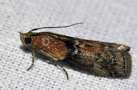 Attēlu rezultāti vaicājumam “Sciota adelphella”