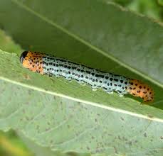 Attēlu rezultāti vaicājumam “Nematus salicis”