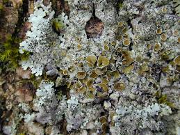 Attēlu rezultāti vaicājumam “Parmelina tiliacea”