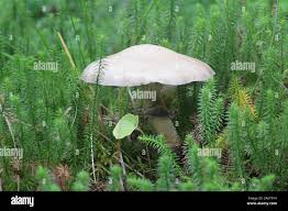 Attēlu rezultāti vaicājumam “Stropharia hornemannii”