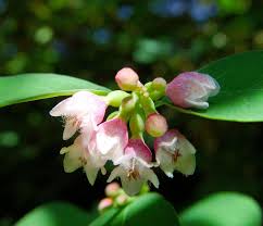Attēlu rezultāti vaicājumam “Symphoricarpos albus”