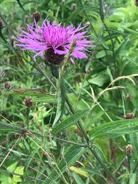 Attēlu rezultāti vaicājumam “Centaurea stoebe fruit”