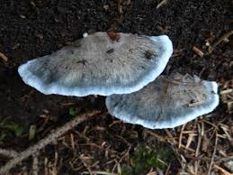 Attēlu rezultāti vaicājumam “Postia caesia”