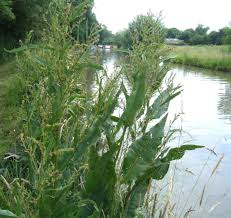 Attēlu rezultāti vaicājumam “Rumex hydrolapathum fruit”