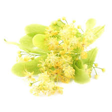 Attēlu rezultāti vaicājumam “Tilia cordata flower”