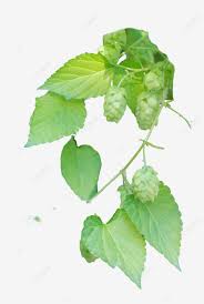 Attēlu rezultāti vaicājumam “Humulus lupulus fruit”