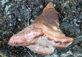 Attēlu rezultāti vaicājumam “Leptoporus mollis”