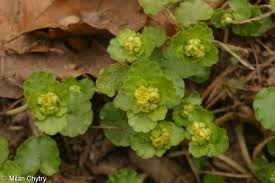 Attēlu rezultāti vaicājumam “Chrysosplenium alternifolium fruit”