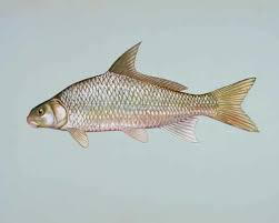 Image result for Carpiodes velifer