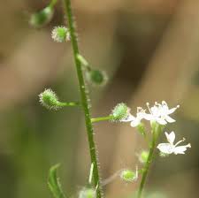 Attēlu rezultāti vaicājumam “Circaea lutetiana flower”