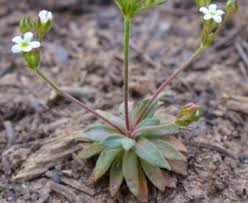 Attēlu rezultāti vaicājumam “Androsace septentrionalis”