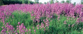 Attēlu rezultāti vaicājumam “Hesperis matronalis”