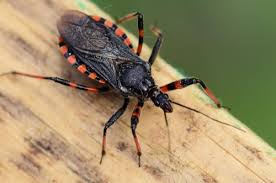 Attēlu rezultāti vaicājumam “Rhynocoris annulatus nymph”
