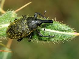 Attēlu rezultāti vaicājumam “Larinus sp.”