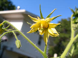 Afbeeldingsresultaat voor cabin tomato