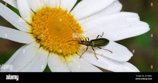 Attēlu rezultāti vaicājumam “Chrysanthia geniculata”