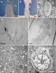 Attēlu rezultāti vaicājumam “Colloderma oculatum sessile”