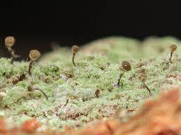 Attēlu rezultāti vaicājumam “Chaenotheca phaeocephala”