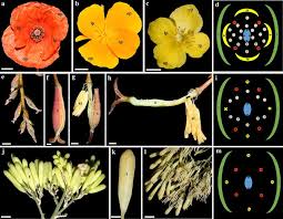Attēlu rezultāti vaicājumam “Papaveraceae”