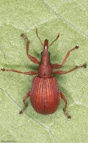 Attēlu rezultāti vaicājumam “Apion sp.”