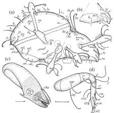 Attēlu rezultāti vaicājumam “Belbodamaeus sp.”