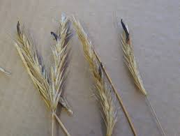 Attēlu rezultāti vaicājumam “Claviceps purpurea”