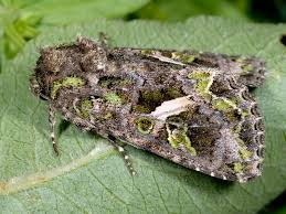 Attēlu rezultāti vaicājumam “Trachea atriplicis”